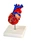 Human anatomical heart model